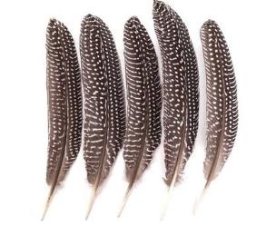 Opakowanie Pióra bażanta 18-20cm 5szt