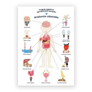 Plakat edukacyjny. Anatomia człowiek A2. Wydawca: BIOMEDICA. Multiszop.pl Opakowanie Plakat edukacyjny. Anatomia człowiek A2