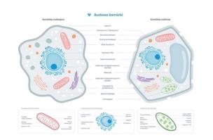 Plakat schemat budowy komórki zwierzęcej i roślin.. Wydawca: BIOMEDICA. Multiszop.pl Opakowanie Plakat schemat budowy komórki zwierzęcej i roślin.