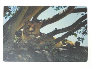 Opakowanie Podkładka na biurko piankowa lwica 60x40cm