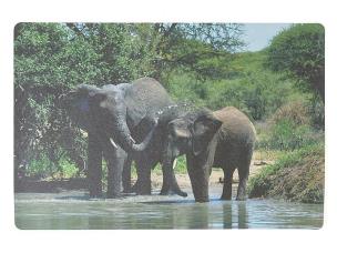 Opakowanie Podkładka na biurko piankowa słonie 60x40cm