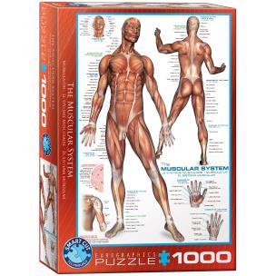 Opakowanie Puzzle 1000 The Muscular System 6000-2015