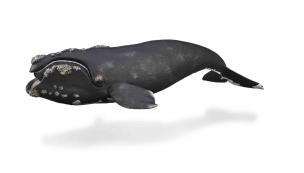 Opakowanie Right Whale
