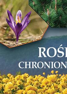 Rośliny chronione w Polsce. Autor:   Praca zbiorowa. Multiszop.pl Okładka książki Rośliny chronione w Polsce