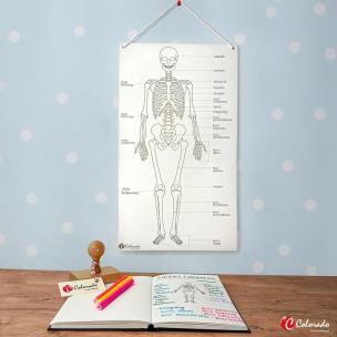 Opakowanie Szkielet człowieka tablica edukacyjna