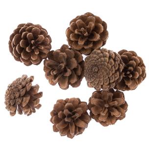 Szyszki 8szt. Wydawca: Dalprint. Multiszop.pl Opakowanie Szyszki 8szt