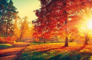 Terminarz 2021 Ścienny MiP. Wydawca: MICHALCZYK I PROKOP. Multiszop.pl Opakowanie Terminarz 2021 Ścienny MiP