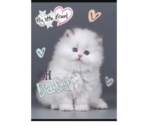 Opakowanie Zeszyt A5 16k 3-linia kolorowa my little friend mix pakiet 15 szt.