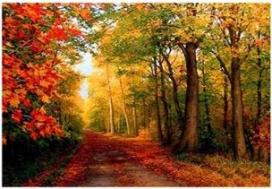 Opakowanie Diamentowa Mozaika Las jesienna ścieżka NO-1007770