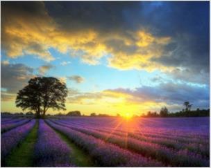 Opakowanie Diamentowa Mozaika Wschód słońca nad lawendowym polem NO-1008681