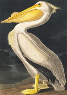 Karnet B6 z kopertą Biały pelikan. Wydawca: Madame Treacle. Multiszop.pl Opakowanie Karnet B6 z kopertą Biały pelikan