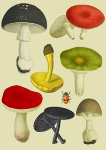 Karnet B6 z kopertą Grzyby. Wydawca: Madame Treacle. Multiszop.pl Opakowanie Karnet B6 z kopertą Grzyby