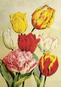 Opakowanie Karnet ST508 B6 + koperta Tulipany