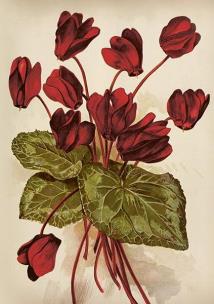 Opakowanie Karnet ST515 B6 + koperta Cyklameny