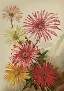 Opakowanie Karnet ST515 B6 + koperta Gerbery