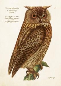 Opakowanie Karnet ST515 B6 + koperta Sowa