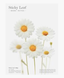 Opakowanie Kartki samoprzylepne Stokrotka biała L