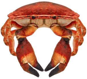 Krab słonowodny 26cm. Wydawca: Beppe. Multiszop.pl Opakowanie Krab słonowodny 26cm