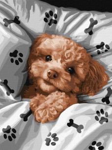 Opakowanie Malowaniepo numerach - Uroczy Maltipoo 30x40cm