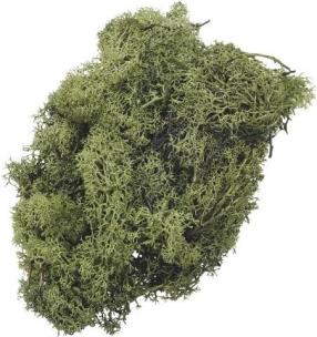 Opakowanie Mech dekoracyjny zielony 50g