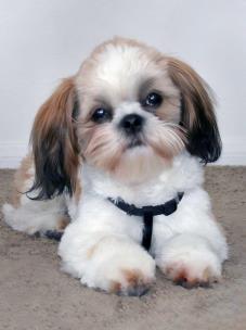 Opakowanie Mozaika diamentowa 5D - Shih Tzu 40x30cm