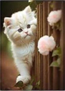 Opakowanie Mozaika diamentowa kotek 30x40cm