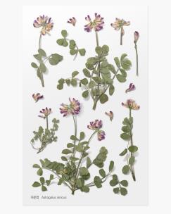 Opakowanie Naklejki ozdobne kwiaty Koniczyna łąkowa