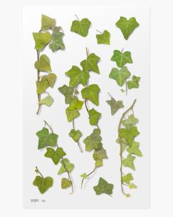 Opakowanie Naklejki ozdobne roślinne Bluszcz