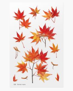 Opakowanie Naklejki ozdobne roślinne Klon palmowy