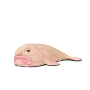 Psychorolutes Marcidus Blobfish. Wydawca: Collecta. Multiszop.pl Opakowanie Psychorolutes Marcidus Blobfish