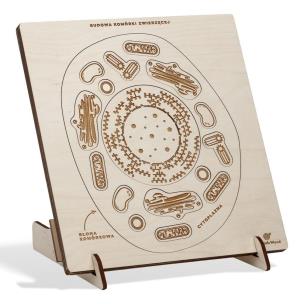 Opakowanie Puzzle drewniane Budowa komórki zwierzęcej W nogi