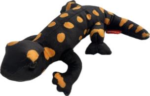 Opakowanie Salamandra plamista 20cm
