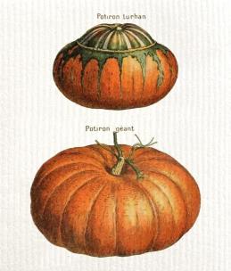 Ściereczka kuchenna Dynie. Wydawca: Skona Ting. Multiszop.pl Opakowanie Ściereczka kuchenna Dynie