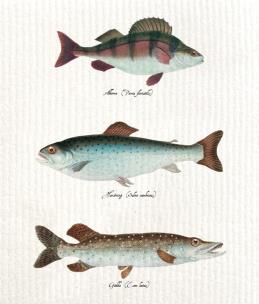 Opakowanie Ściereczka kuchenna Ryby