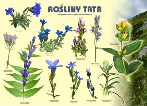 Opakowanie Tablica 100x72cm Rośliny Tatr. Goryczkowate