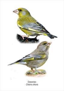 Opakowanie Tablica A4 Dzwoniec