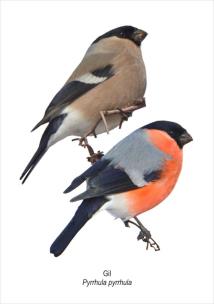 Opakowanie Tablica A4 Gil