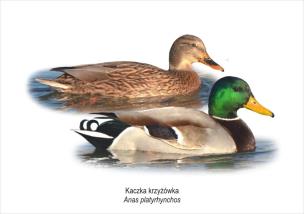 Opakowanie Tablica A4 Kaczka krzyżówka