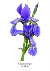 Opakowanie Tablica A4 Kosaciec syberyjski