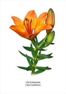 Opakowanie Tablica A4 Lilia bulwkowata