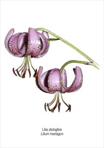 Opakowanie Tablica A4 Lilia złotogłów