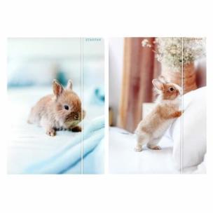 Opakowanie Teczka z gumką A4 Królik mix