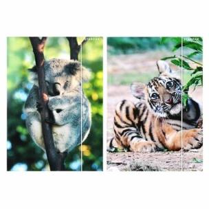 Opakowanie Teczka z gumką A4 Wild Animal 2 mix