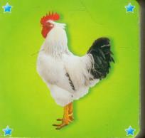 Okładka książki Kosteczka - Kogut