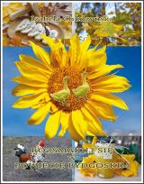 Okładka książki Rozsmakuj się w powiecie bydgoskim