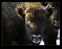 Okładka książki Żubr w Bieszczadach, Wisent in Bieszczady Mountain