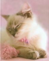 Opakowanie Notes koty