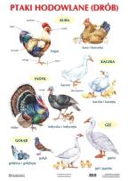 Okładka książki Plansza - Ptaki hodowlane (drób)