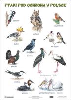 Okładka książki Plansza - Ssaki pod ochroną