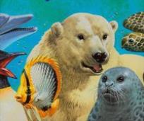 Okładka książki Zwierzęta Morskie